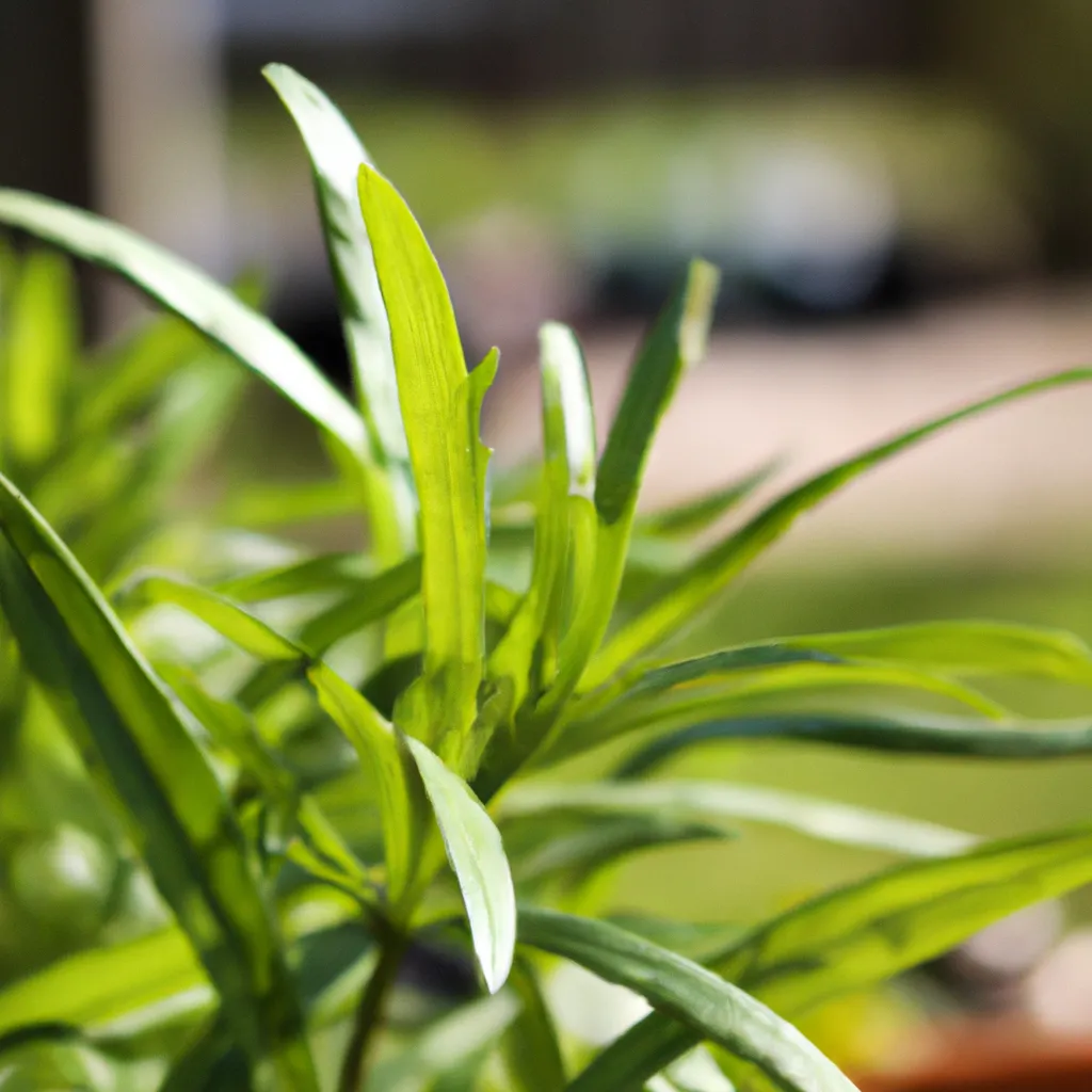 Jak stosować piołun na pasożyty?